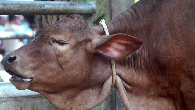 Brown cow tied up at Animal Market. Focus selected, Background blur