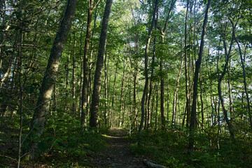 Obraz premium Footpath in the forest. Thick grove of green trees. 