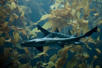 Leopard sharks in kelp forest, underwater