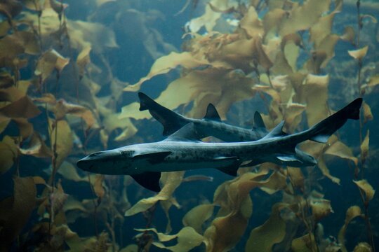 Leopard sharks in kelp forest, underwater