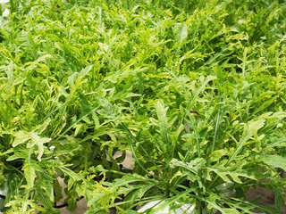 Fototapeta premium Top view closeup of arugula leaves 