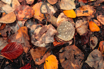 Close up view of autumnal leaves on the ground