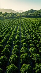 Fototapeta premium Sweeping Aerial View of a Vast Cherry Orchard with Lush Foliage and Ruby-Red Fruit