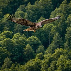 Fototapeta premium A majestic hawk soaring above a lush, green forest.
