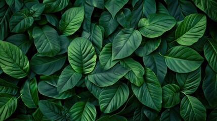 Fototapeta premium Green Leaf Texture Background