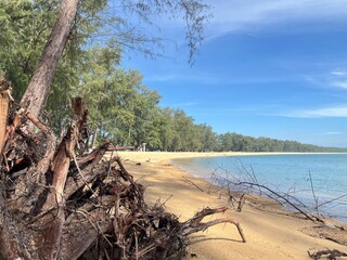 tree on the beach