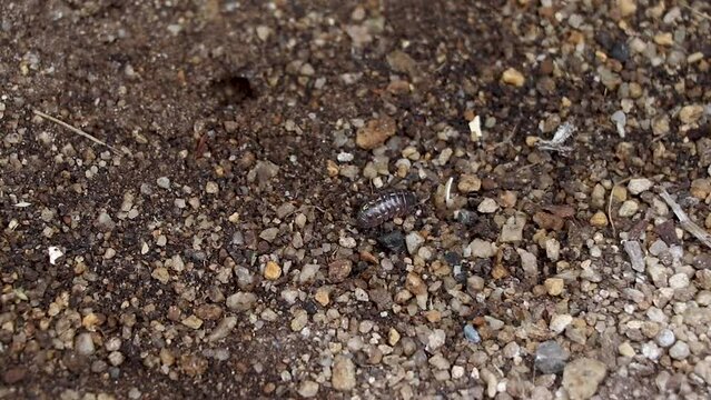 土の上を移動するダンゴムシ	