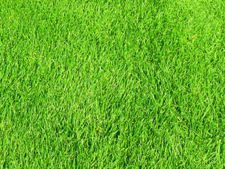 fresh grass texture for background.