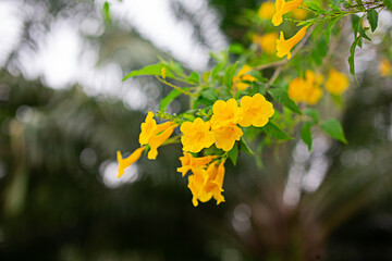 Beautiful blooming yellow flowers on stems, blurred background.