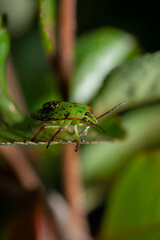 Single shot of Green stink bug (Nezara viridula)
