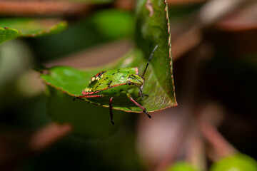 Single shot of Green stink bug (Nezara viridula)