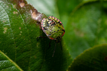 Single shot of Green stink bug (Nezara viridula)