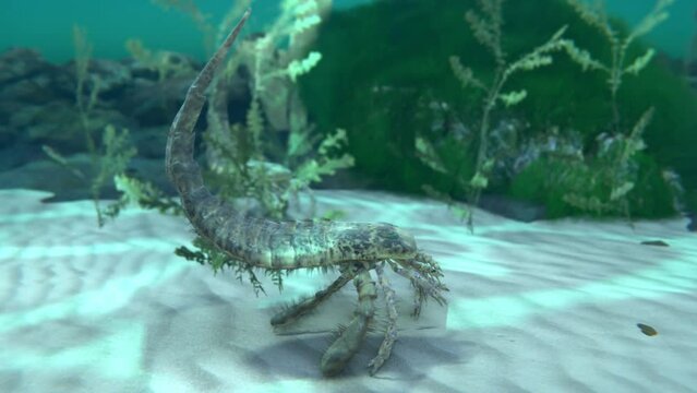An animation of extinct sea scorpions Eurypterus remipes on a Silurian seafloor 420 million years ago.