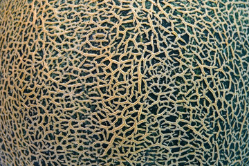 Cantaloupe background and texture, close up