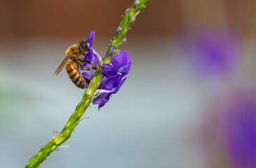 Une abeille butinant la fleur de verveine tropicale