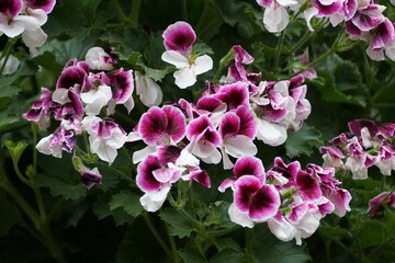 Stunning purple and white color of 'Australian Mystery' Regal Pelargonium flowers at full bloom