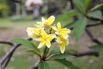 Plumeria or frangipani flower. Tropical tree