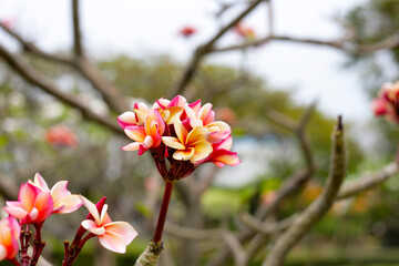 Obraz premium Plumeria or frangipani flower. Tropical tree
