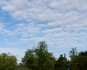 Obraz premium Tree with green foliage against the blue sky and clouds