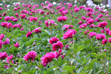 China,  Luoyang, China Luoyang Peony Cultural Festival ,  pink, crimson peonies blooming

