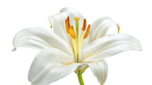 white lily isolated on white