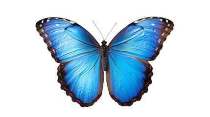 Naklejka premium Close-up of a vibrant blue butterfly with detailed wing patterns isolated on a white background, showcasing the beauty of nature's delicate creatures.