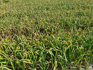 This is a large garlic field.
