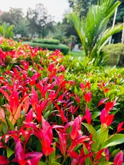 Close-up photo of a plant with striking red and green leaves, displaying vivid colors and intricate patterns. The vibrant foliage and detailed texture make it a perfect wallpaper.