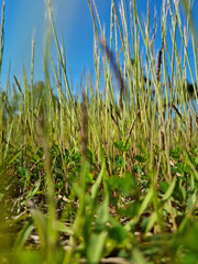 This is a low view of Indica grass.