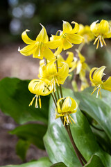 Obraz premium Cheerful bright yellow flowers of a Yellow Fawn Lily plant blooming in the woods, welcome to spring, as a nature background 