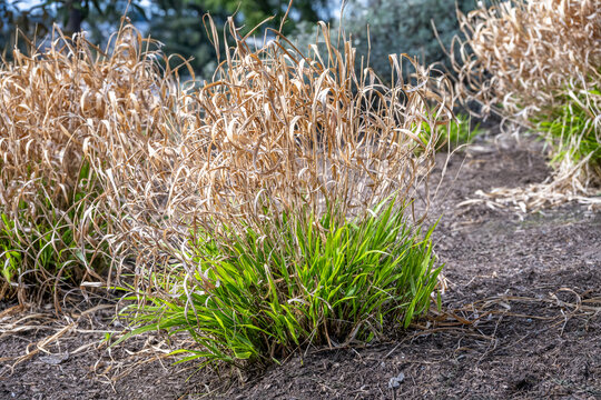 New spring growth of ornamental grasses in the dry leaves from the previous year, as a nature background and symbol of seasons change
