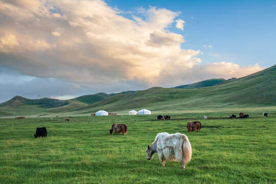 Mongolian steppe with yurts and yaks, Arkhangai Province, Mongolia