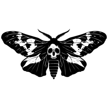 Death's-head hawkmoth