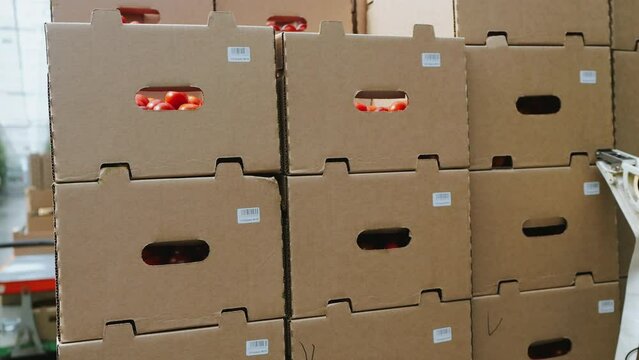 Labeling boxes of fresh tomatoes for distribution inside modern industrial greenhouse.