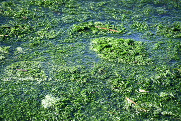 Swampy water, bright green and blue scummy goo.