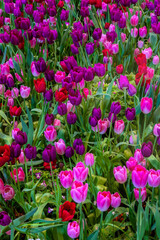 Fototapeta premium A field of colorful fresh full bloom tulip flower