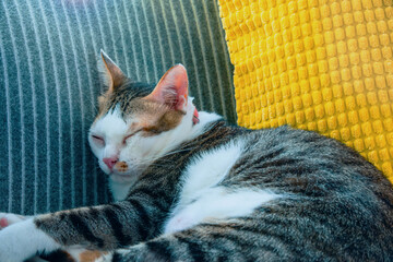 A Domestic Tabby Cat Sleeps Peacefuully on a Couch in a Safe and Warm House.