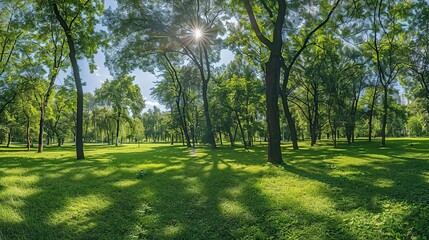 Stunning Wide-Angle View of a Beautiful Green Park with Lush Trees and Radiant Sunlight in High Resolution. Serene Nature Landscape Perfect for Outdoor Enthusiasts and Tranquil Escapes.