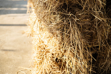 Hay Pile Of Dried Grass Hay Straw