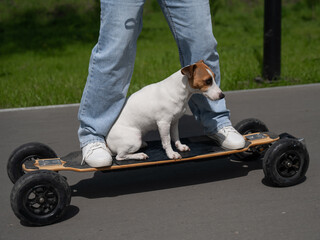 Caucasian woman rides an electric longboard with her Jack Russell Terrier dog.