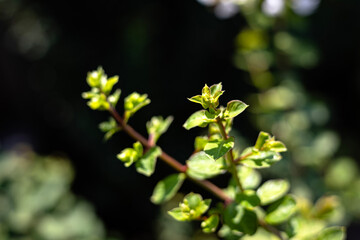 Fresh Green Leaf On Dark Background