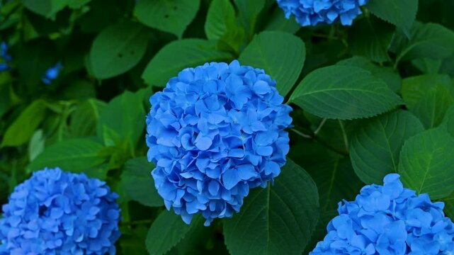 Close up of beautiful blue hydrangea flowers waving in wind
