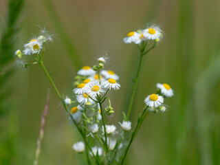 河川敷に咲いたヒメジョオンの花