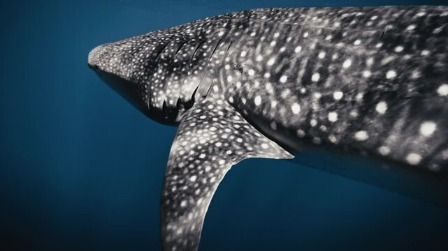 Whale shark spotted grey and white body with light flickering across skin swims unbothered