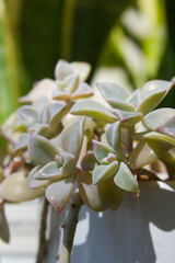 
This is a close-up of a succulent leaf.