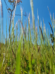 This is a low view of Indica grass.