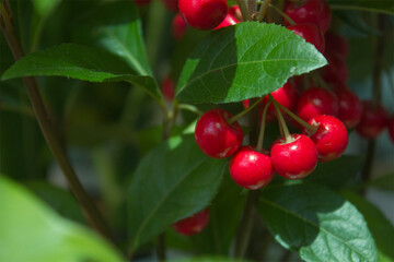 
This is a close-up of  Japanese Ardisia with red berries.