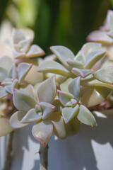 
This is a close-up of a succulent leaf.