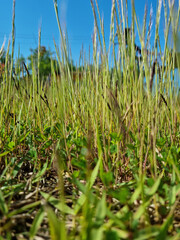 This is a low view of Indica grass.
