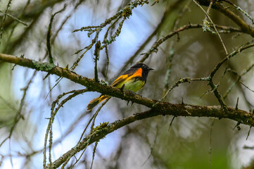 An American Restart perches in a tree at the Historic Mill Creek State Park, near Mackinaw City, Michigan.